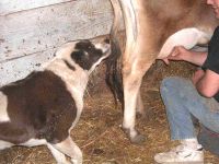 Milking April 2004
