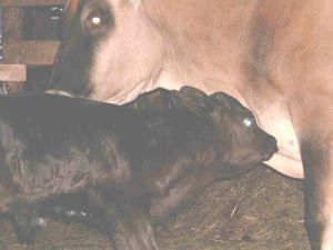 Calf 09-10-04