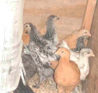 Pullets 04-18-04