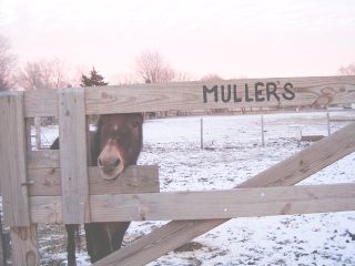 Festus, the mule