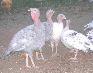  Poults 2004